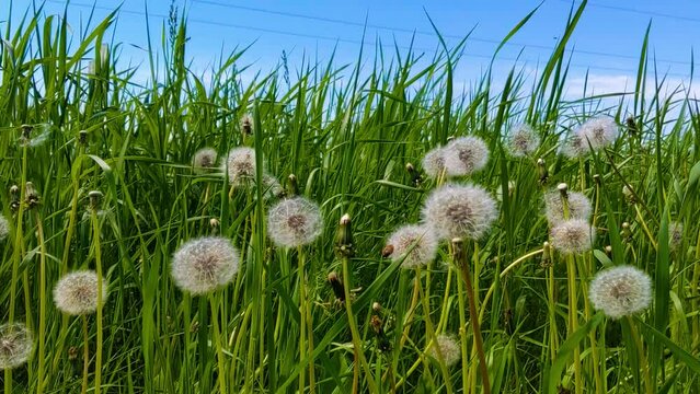 Beautiful aerial dandelions in a light wind in nature in a warm summer or spring in a meadow in sunlight among green grass. Tranquility and a dreamy image of the beauty of nature.