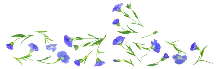 Fototapeta na wymiar flax flowers or Linum usitatissimum on a white background with copy space for your text. Top view, flat lay