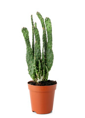 Small cactus in pot on white background