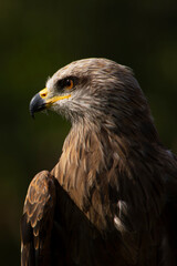 portrait of a hawk