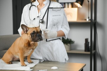 cheerful young veterinary taking care and examining a beautiful pet dog french bulldog