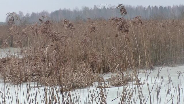 Frozen Belarusian swamp in winter