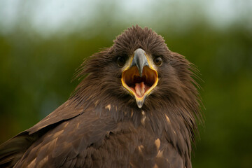 portrait of a eagle