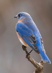 bluebird on branch