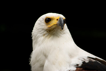portrait of a white eagle
