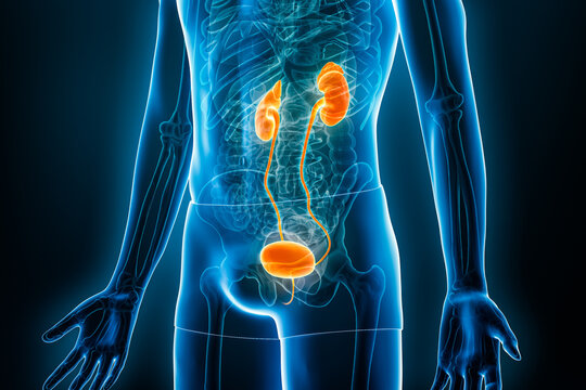 Xray urinary system or tract with kidneys, bladder and ureter 3D rendering illustration with male body contours. Human anatomy, medical, biology, science, healthcare concepts.
