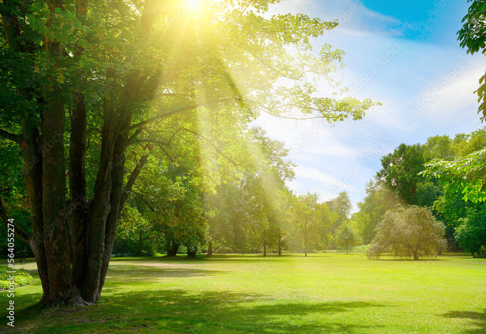 Canvas Prints Sunrise beam in beautiful park