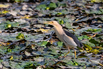 little bittern Ixobrychus minutus standing on water