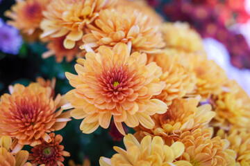 close up of orange chrysanthemum flower
