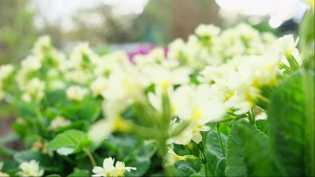 Easter concept. Primrose Primula with yellow flowers in flowerbed in spring time. Inspirational natural floral spring or summer blooming garden or park. Hello spring