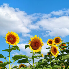 Yellow sunflowers on a blue sky background. Agricultural field of sunflowers