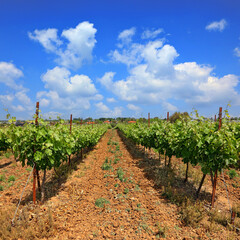 Fototapeta na wymiar Green vineyard on sunny day. Agricultural valley. Mediterranean