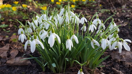 Fototapeta premium Schneeglöckchen mit vielen weißen Blüten wachsen im Garten Nahaufnahme