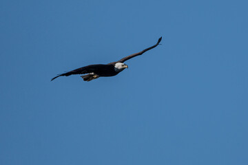 An adult bald eagle in flight.