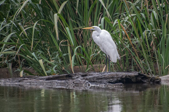 A great egret on a log in Louisiana swamp.