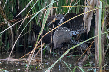 Limpkins in the swamp in Louisiana.