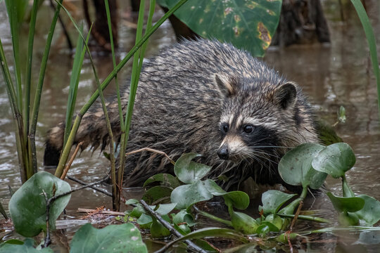 A raccoon pictured in a Louisiana swamp.