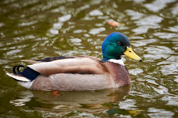 Mallard Male Duck swimming in a lake ( Anas platyrhynchos )