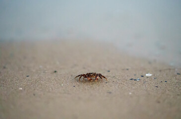 Small crab crawls on the sand.