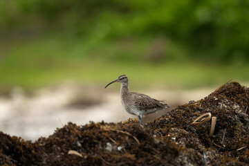 Eurasian curlew on the Mauritius's beach. Birds threatened by plastic pollution. Brown bird with long beak. Numenius arquata on the beach. 