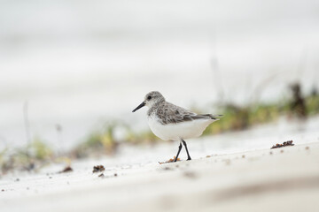 Sanderling in the Mauritius beach. White bird with black beak on the beach. Exotich nature. 