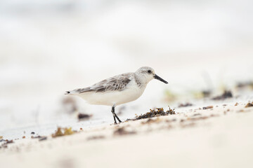 Sanderling in the Mauritius beach. White bird with black beak on the beach. Exotich nature. 