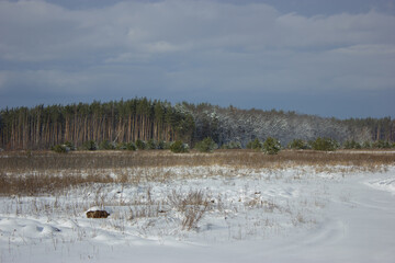 Landscape of the winter forest