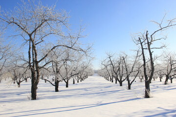 Fototapeta na wymiar Orchard in winter