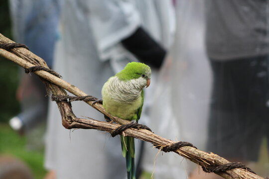 Beautiful colours of a monk parakeet, Brazil.