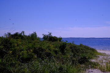 Dragonfly Swarm at South Toledo Bend State Park in Louisiana