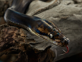 Fototapeta premium Drymarchon on the black background, fog. snake art 