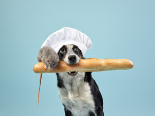 a dog holds a baguette in his teeth, on which a rat sits, a border collie in a chef's hat