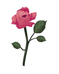 Obraz premium flat colored rose design