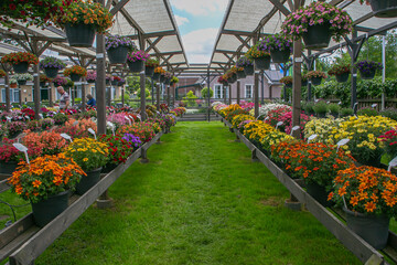 greenhouse with flowers