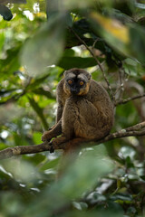 Endemic red lemur in Madagascar. rare rufus lemur in the forest. Detail of the lemur on the ground. Primates have a rest in nature habitat. 