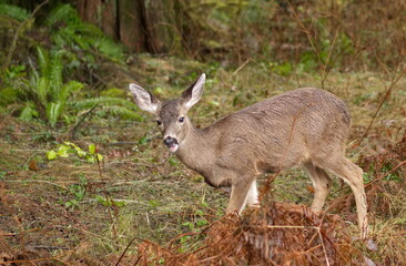 A young black tail deer grazing in the coastal rain-forest of BC.