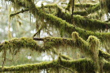 Moss covered trees in the dense coastal BC rain-forest.