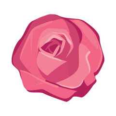 flat beautiful rose illustration