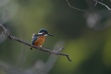 kingfisher on a branch