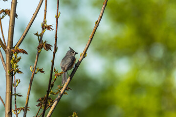 bird on a branch