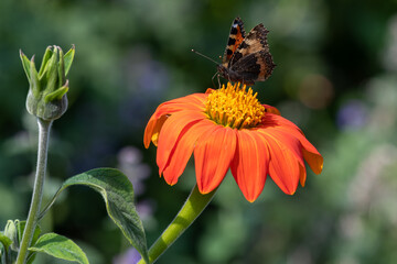 Close up of a tortoiseshell (aglais urticae) butterfly on a Mexican sunflower (tithonia rotundifolia)
