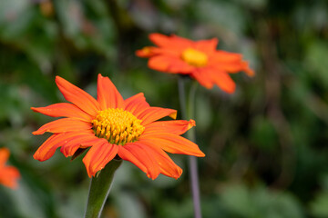 Mexican sunflowers (tithonia rotundifolia) in bloom
