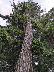 Low angle photo of pine tree with bark, green needles in the foreground, and an overcast sky in the background. 