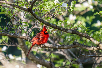 red cardinal in a tree