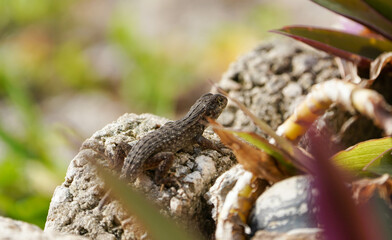 Gecko