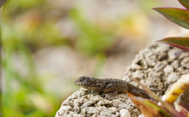Gecko