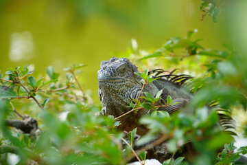 Iguana in a tree