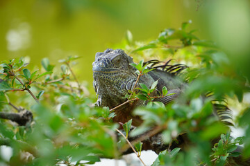 Iguana in a tree