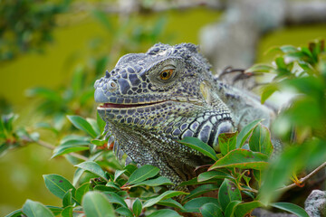 Iguana in a tree