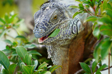 Iguana in a tree